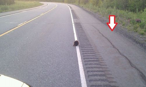 Emergency Tire Changing Solutions photo