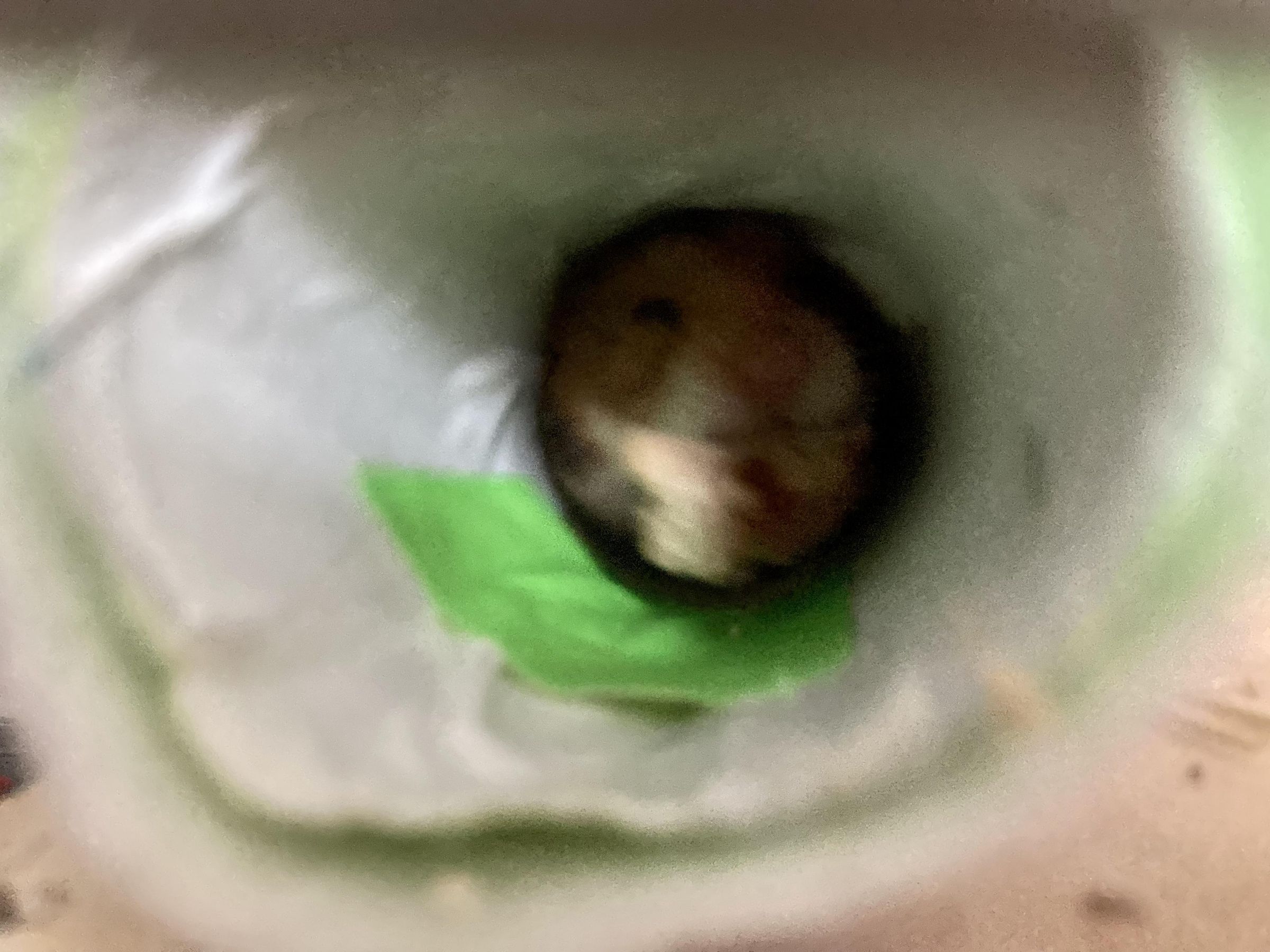 How to Make a Hamster Playground — ETextiles Tutorial 16 Steps (with