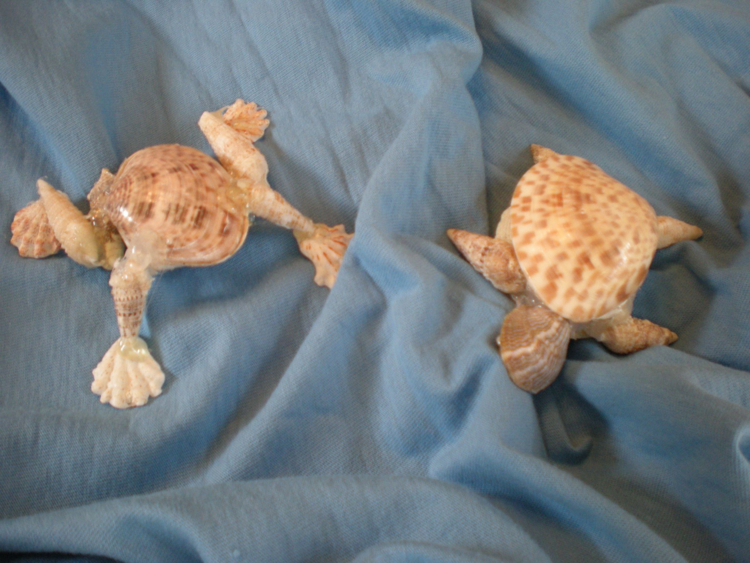 Desk Pets Made Out of Shells