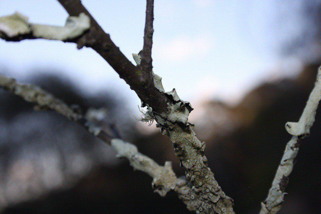 Easy Macro Image on a Canon EOS 40D