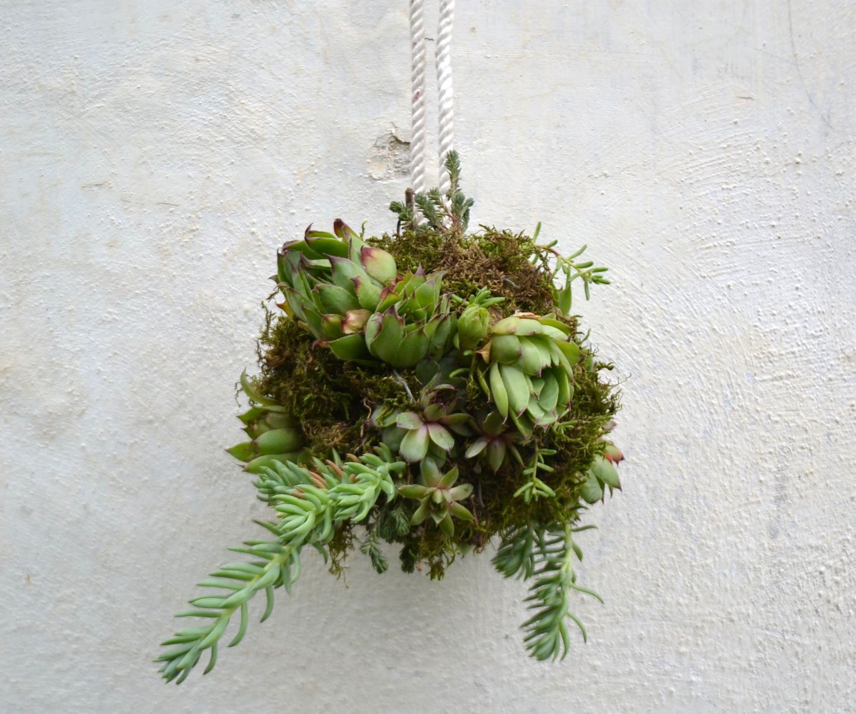 ●SUCCULENTS BALL●