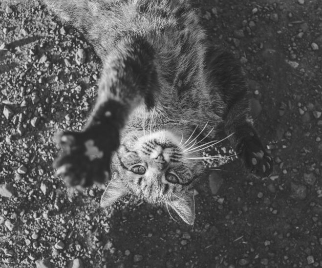 Making Your Cat Behave