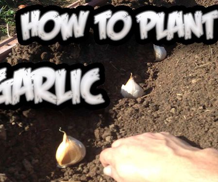 How to Plant Garlic