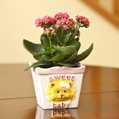 Valentine Plant a Better Surprise Gift for Your Love One