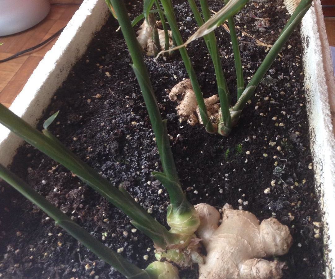 Como Cultivar Jengibre En Casa