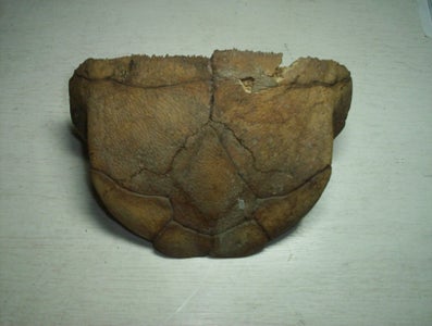 Turtley Awesome Dig-Site Discovery