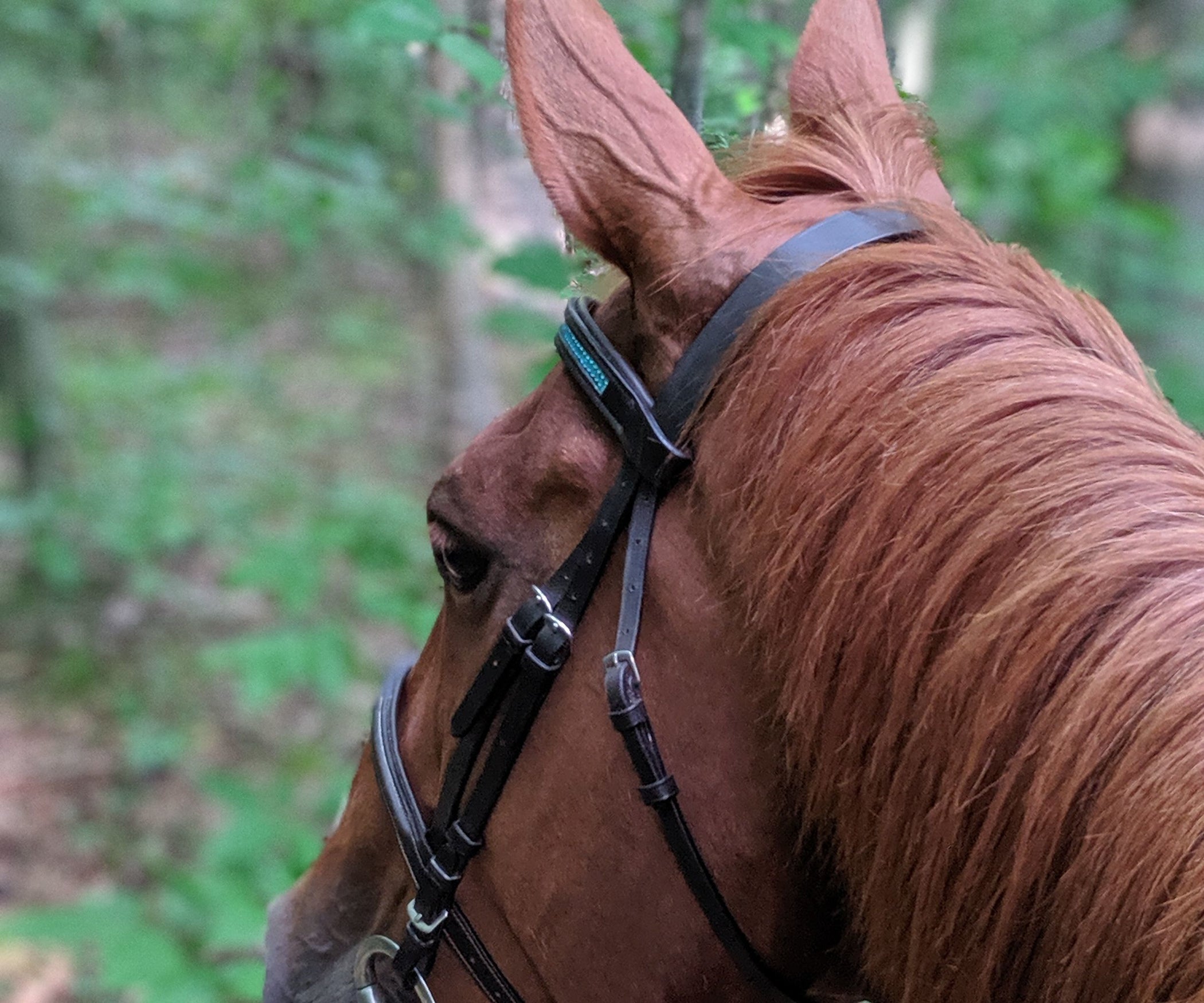 How to Put an English Bridle Together 20 Steps Instructables