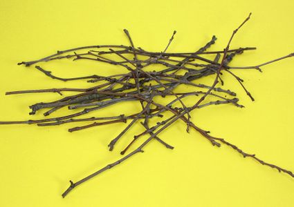 Gather Your Twigs!
