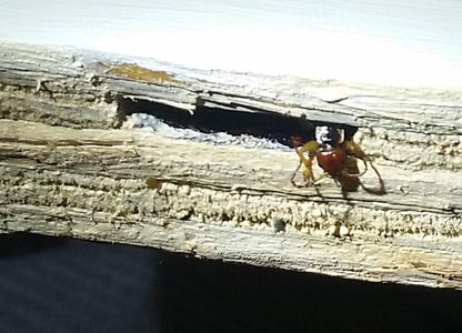 The Curse of the Earwig!
