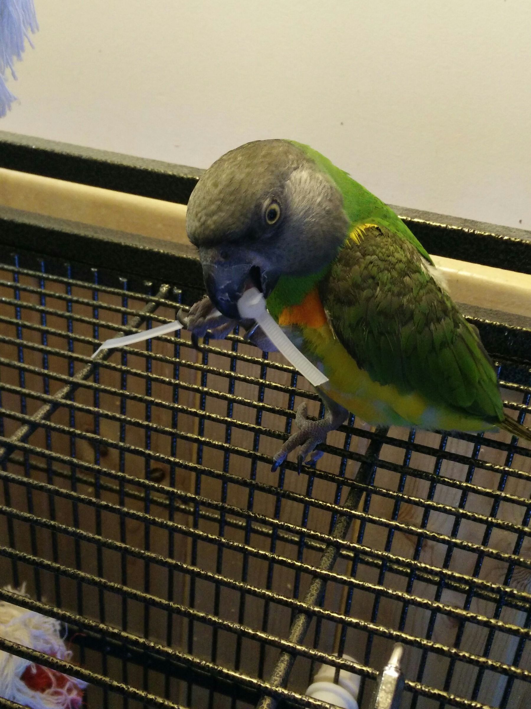 Zip Tie Bird Toy