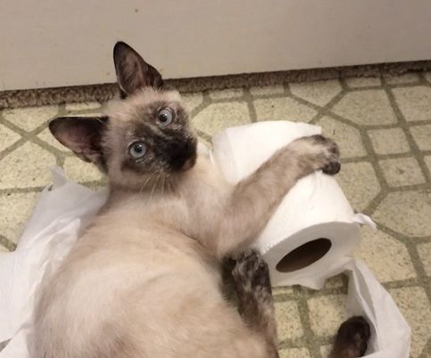 Drop Dead Wonderful Cat Toys