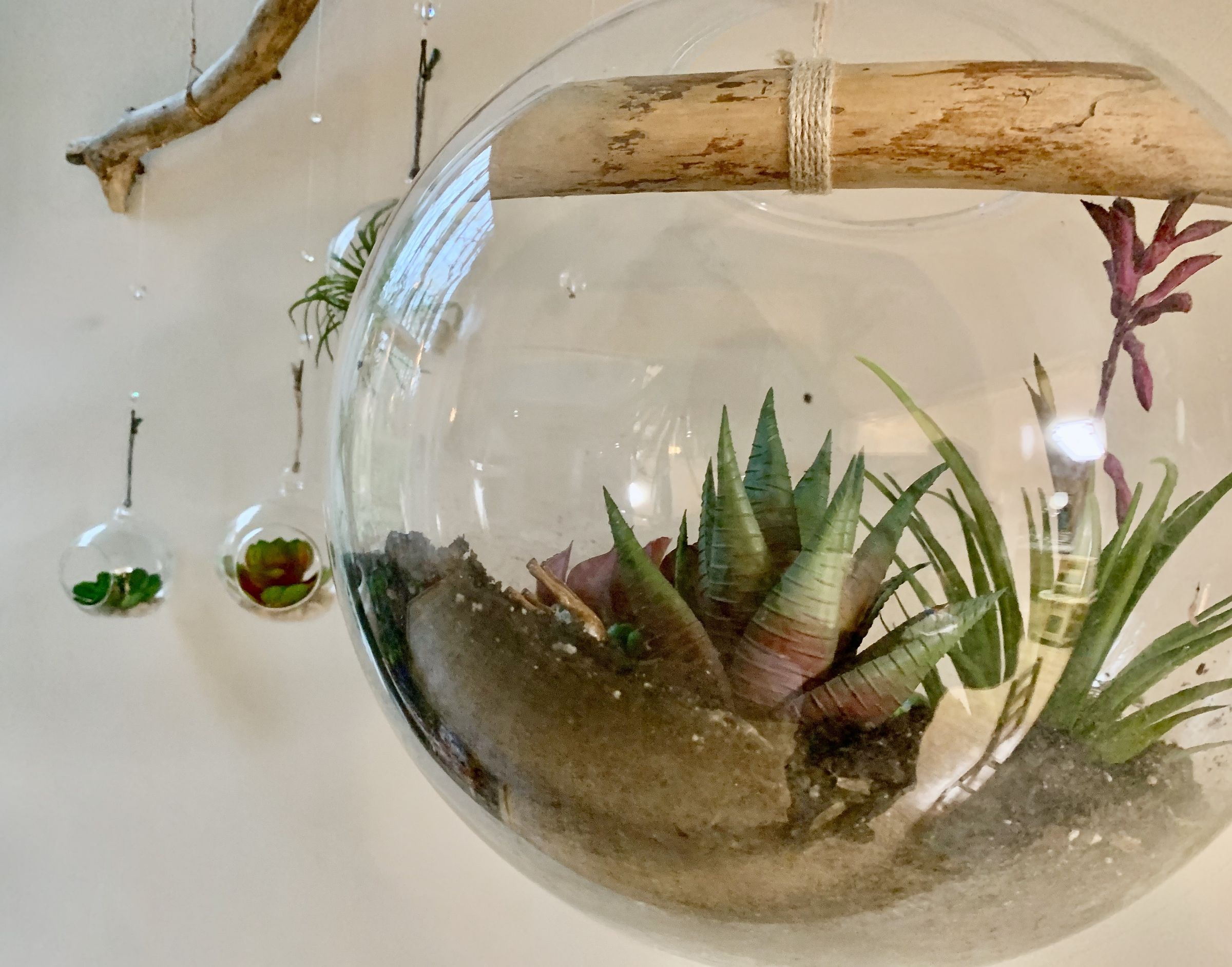 Air Plant Terrarium, Natural Hanging Display : 8 Steps (with Pictures) -  Instructables