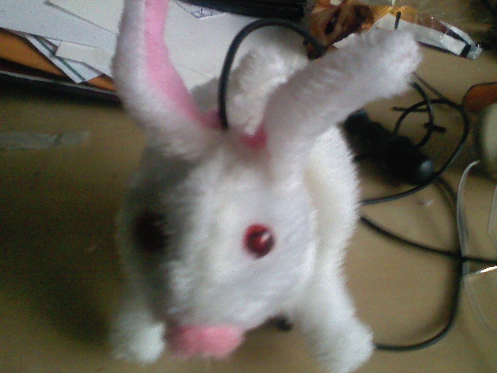 Original Alarm; Guard Bunny