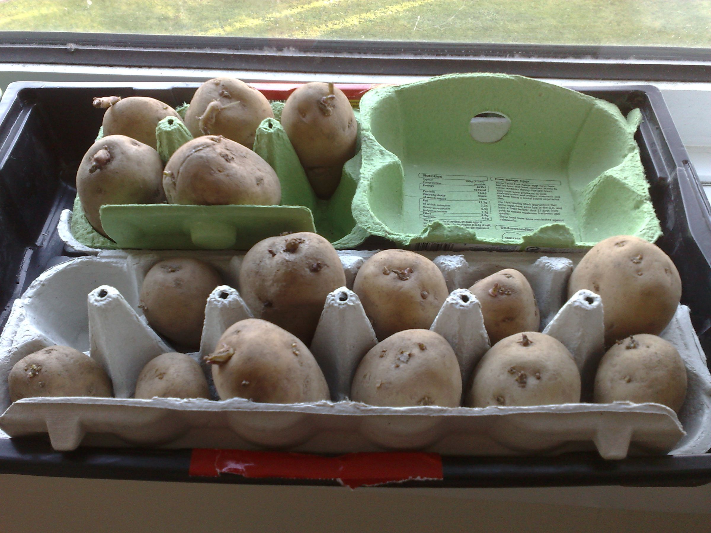 Potato Chitting