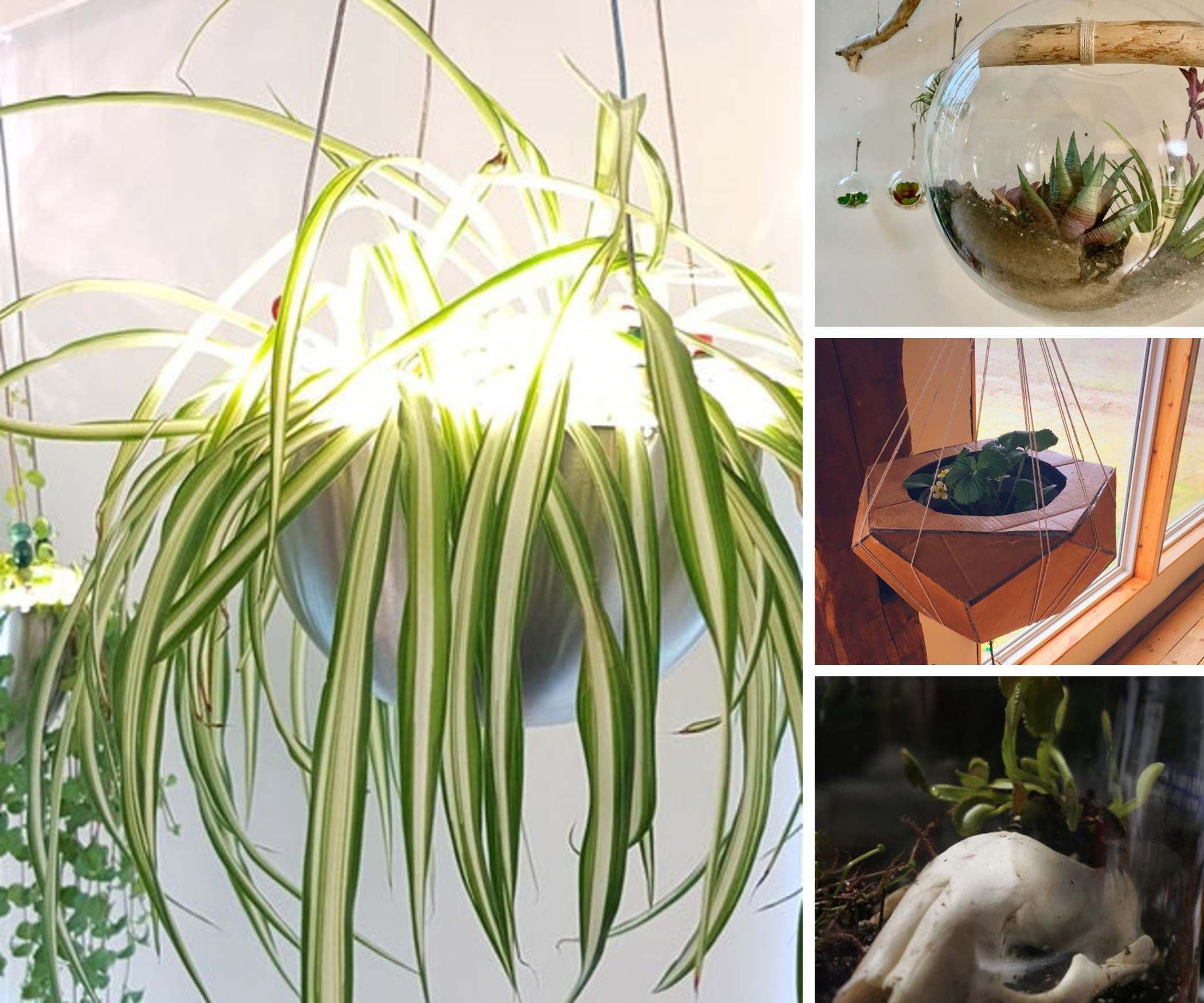 Carnivorous/Air Plants