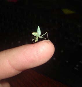 Keeping a Praying Mantis As a Pet