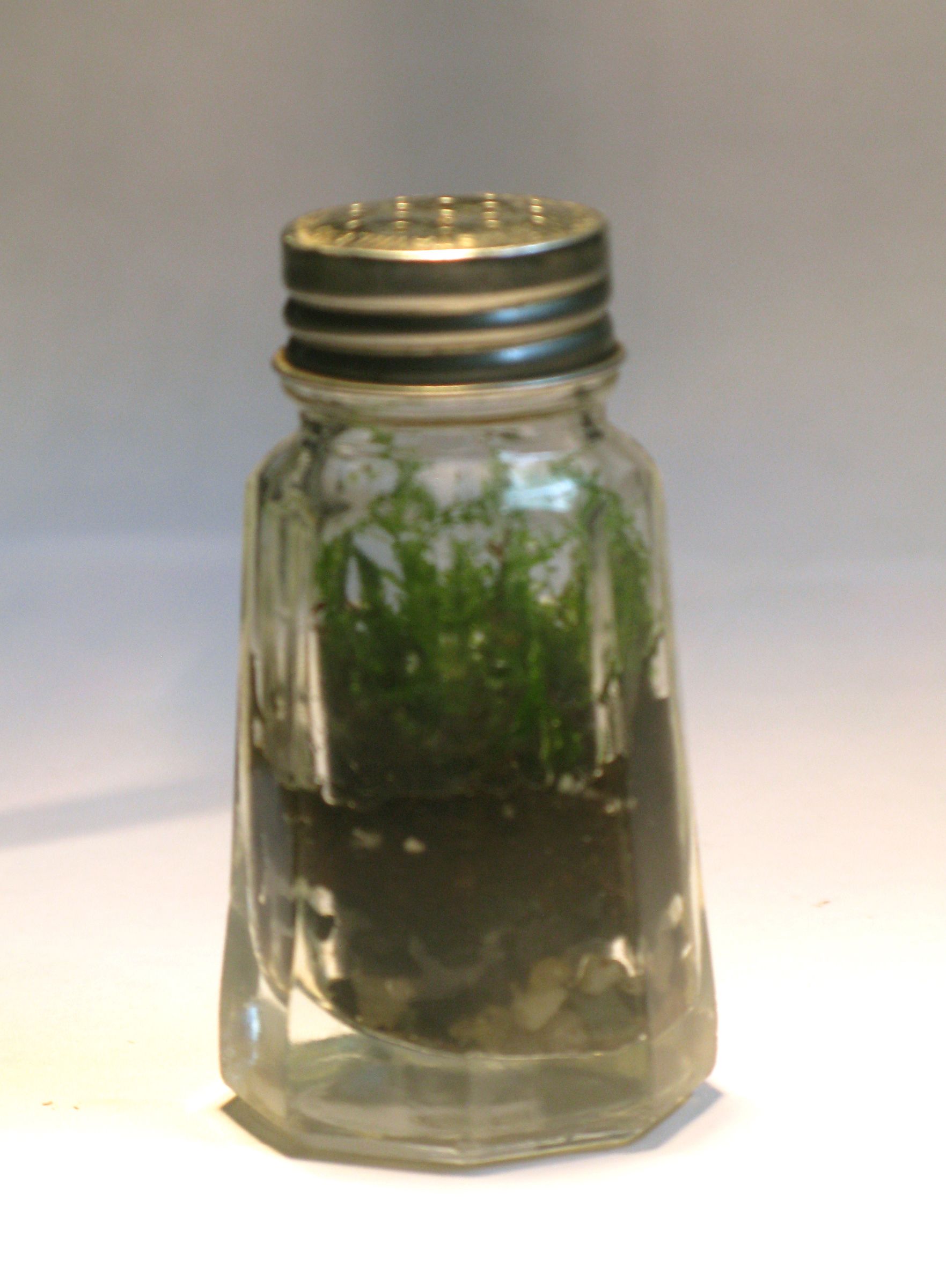 Bottle Garden : 10 Steps - Instructables