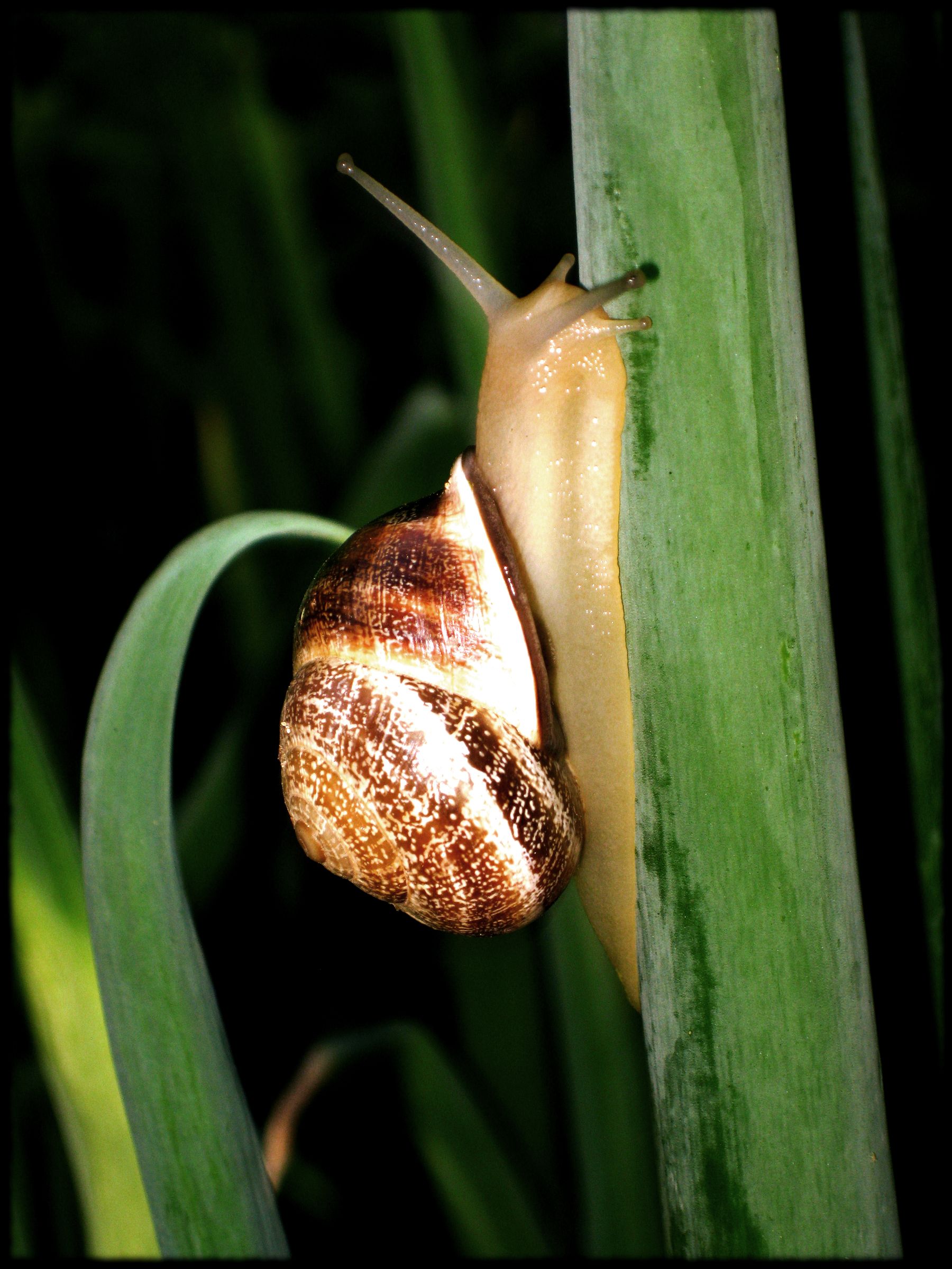 Snails in the Garden Instructables