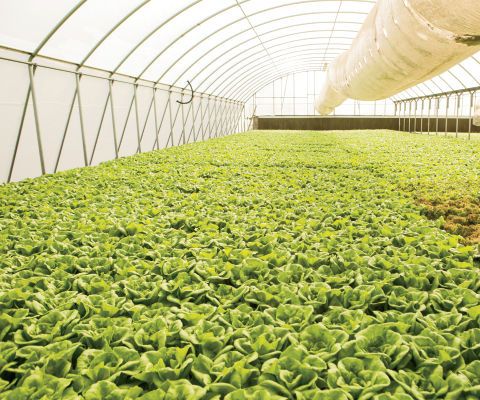 Things You Have to Know About Purchase Hydroponics Supplies in Glenwood Springs