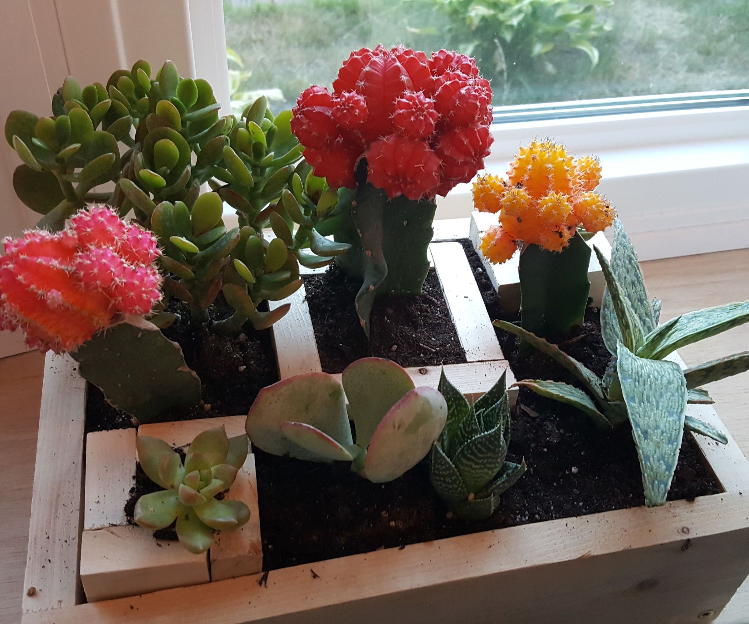 Succulent Planter From 1 - 1x4