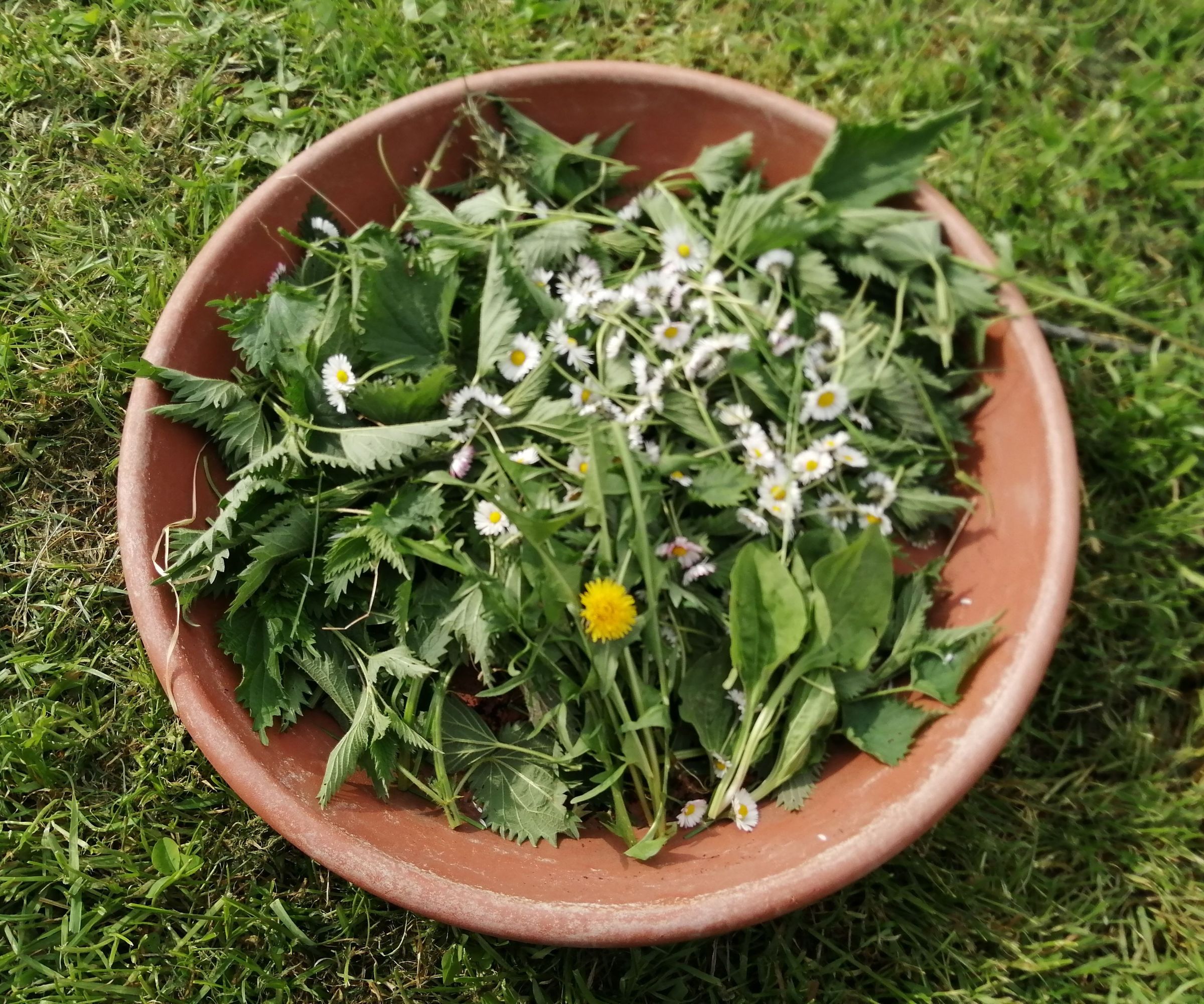 Edible Plants From Nature - Recipe