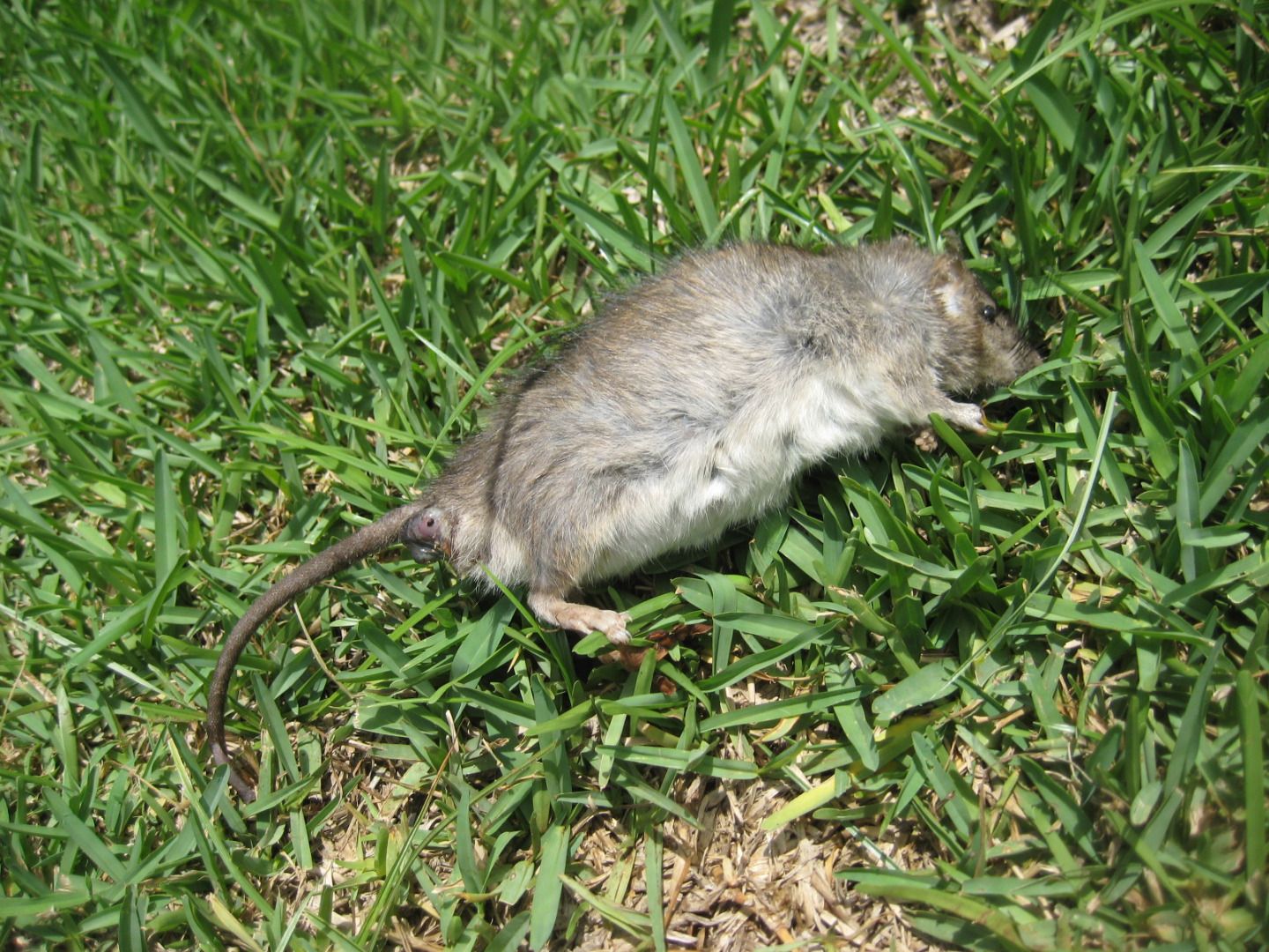 Eliminating Tree Rats : 13 Steps (with Pictures) - Instructables