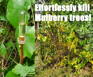 Effortlessly Kill Mulberry Trees Without a Saw! : 3 Steps
