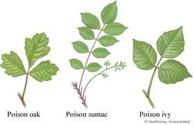 How to Cure Poison Ivy,oak,and Sumac