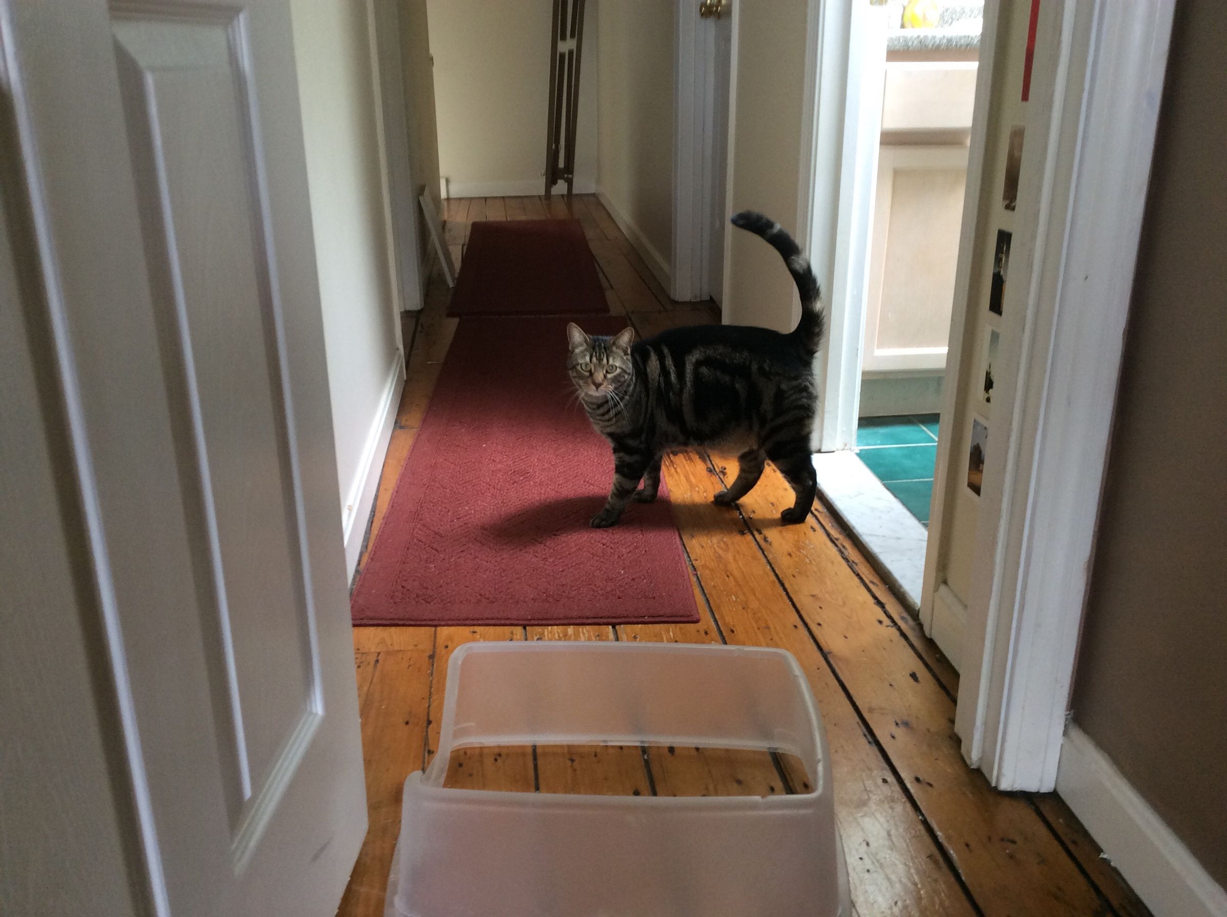 Rock Your Litter Box! a Litter Box Hack for the Rest of Us. 6 Steps
