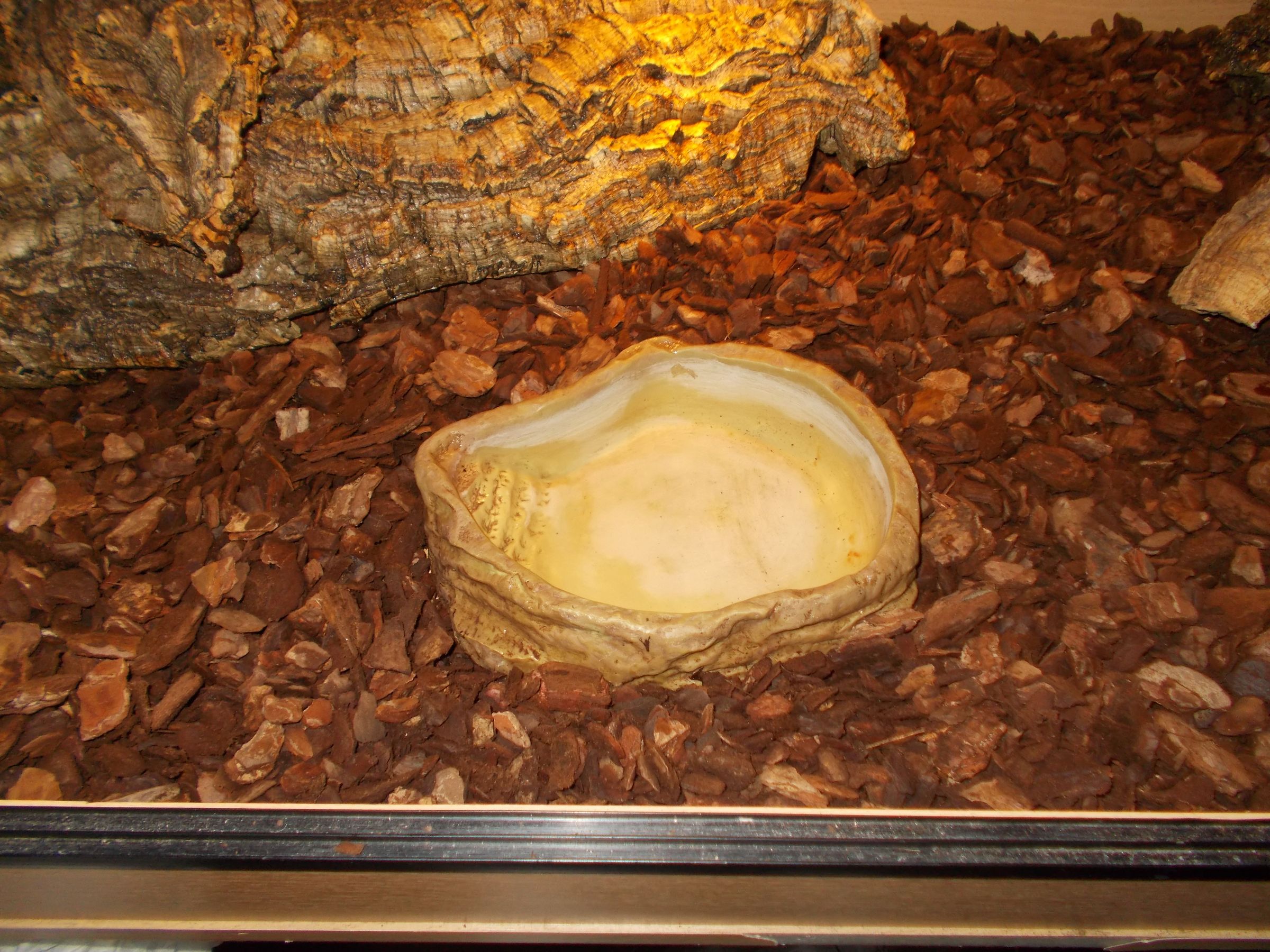 How to Setup a Snake Viv 13 Steps Instructables