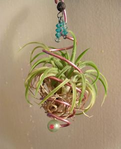 Easy, Elegant Air Plant Ornament