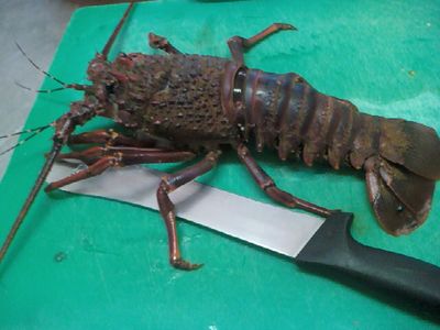 Rock Lobster Pondo-Style