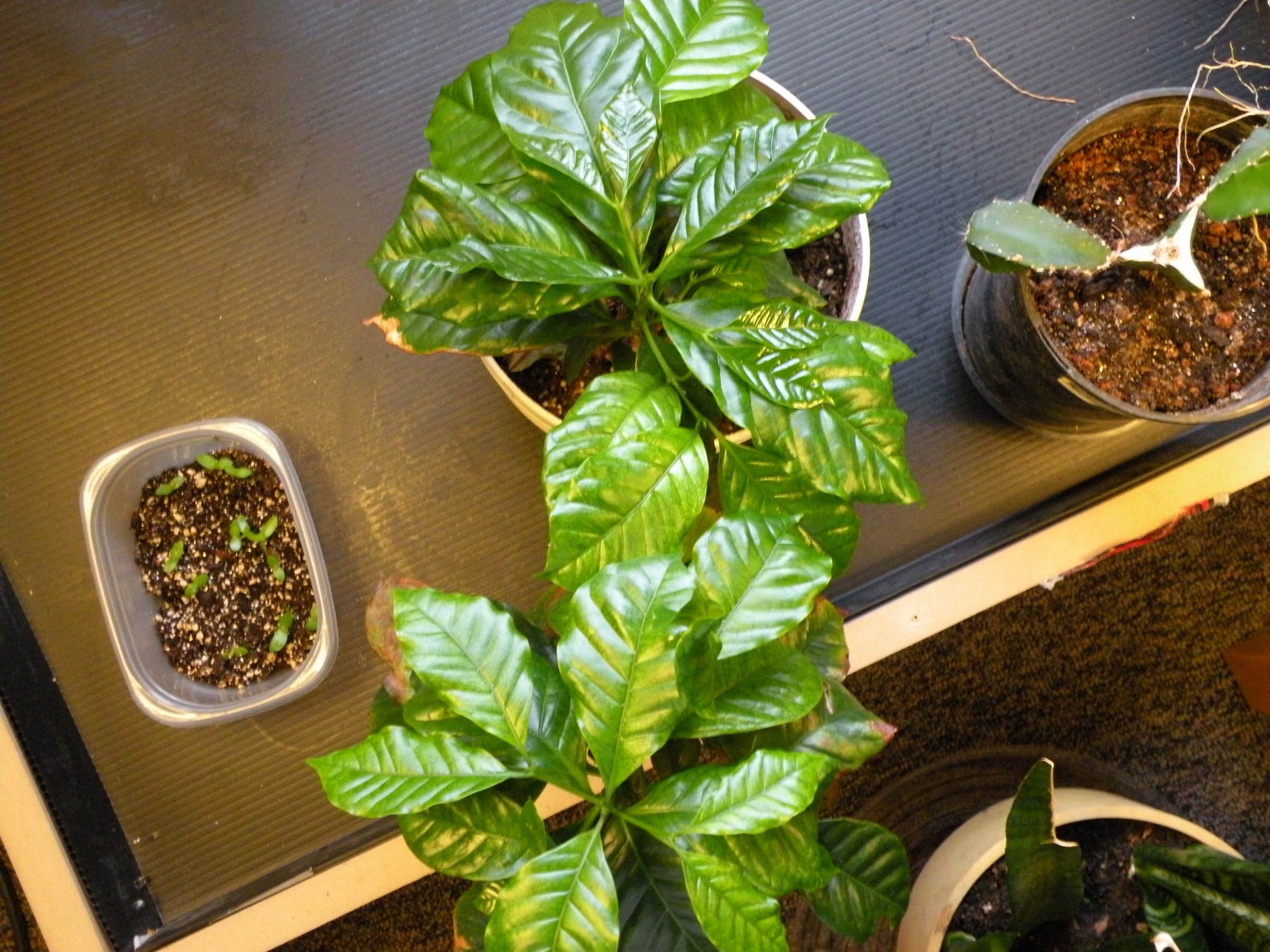 How to Keep a House Plant Alive