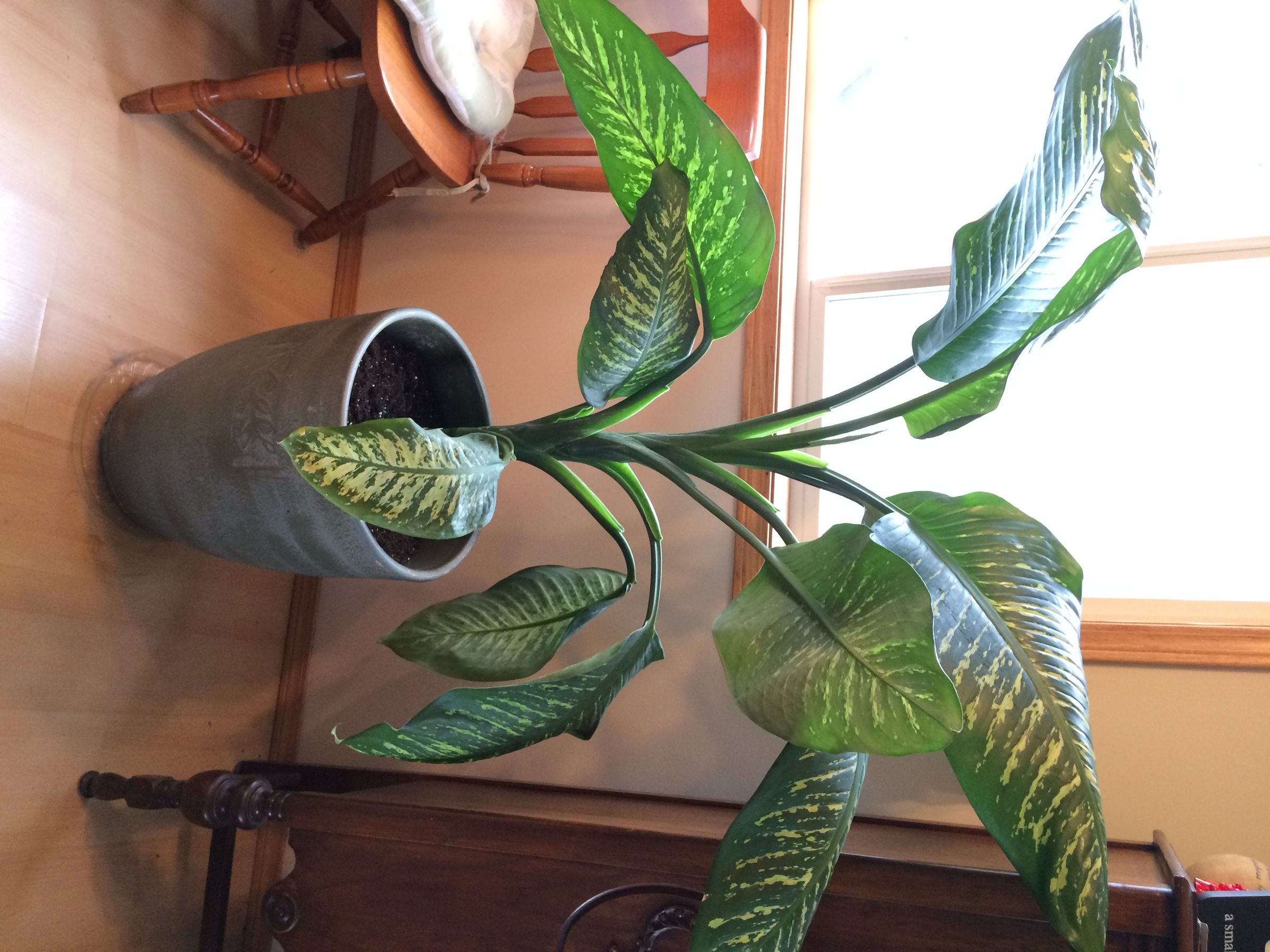 Shortening and Propagating a Huge Dieffenbachia Amoena : 7 Steps (with  Pictures) - Instructables