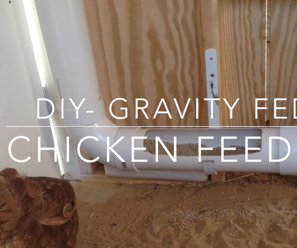 Chicken Coop Gravity PVC Feeder