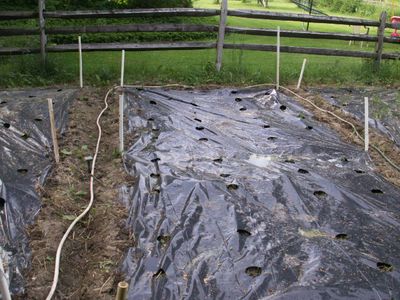 My Organic Farm / Garden / Orchard