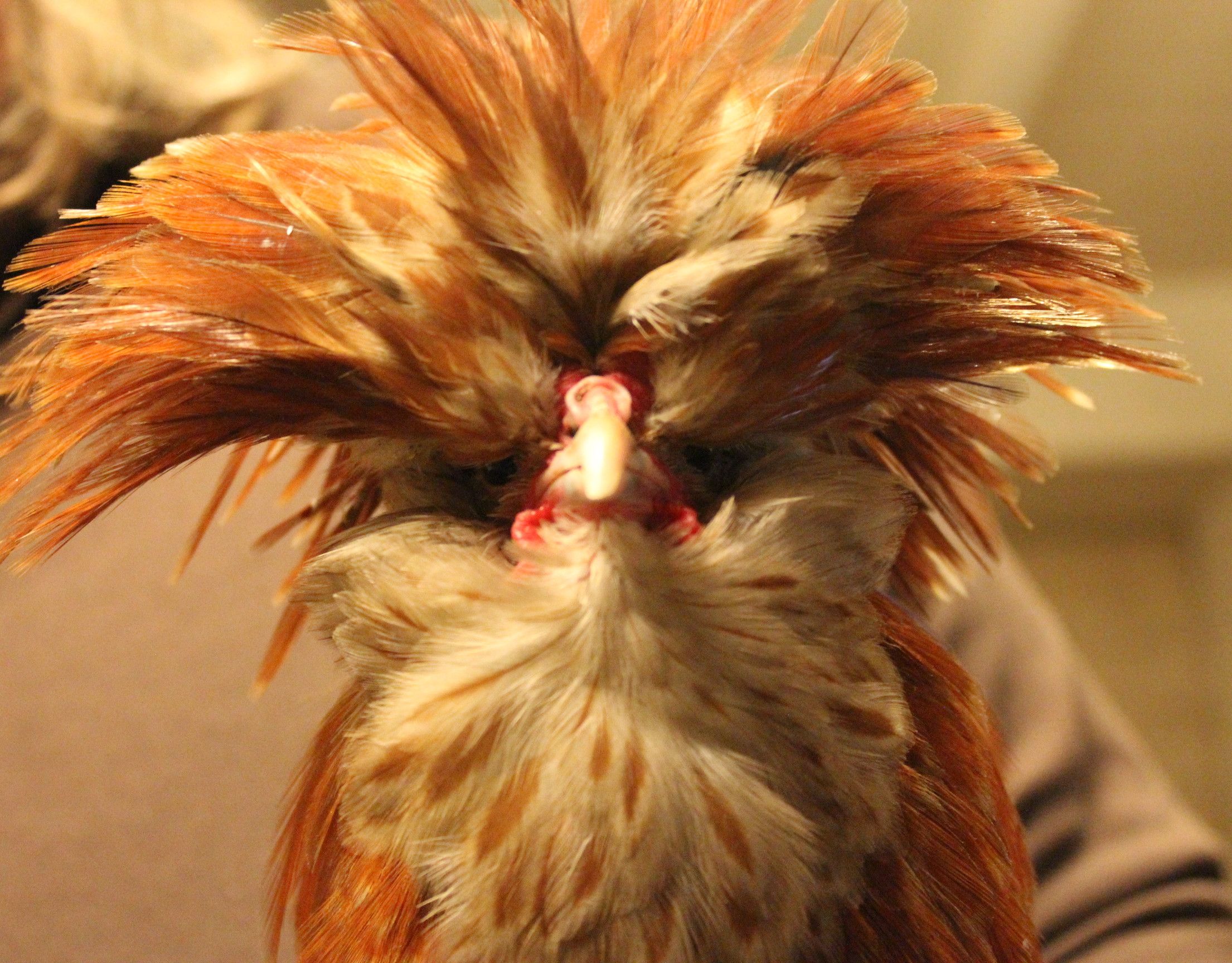 Aromatherapy for Organic Poultry. Part 2 Eradicating Lice & Nits. Pou Blanc Traitement Bio. Tratamiento De Los Piojos De Aves Con Aceite Esencial De Eucalyptus Citriodora.
