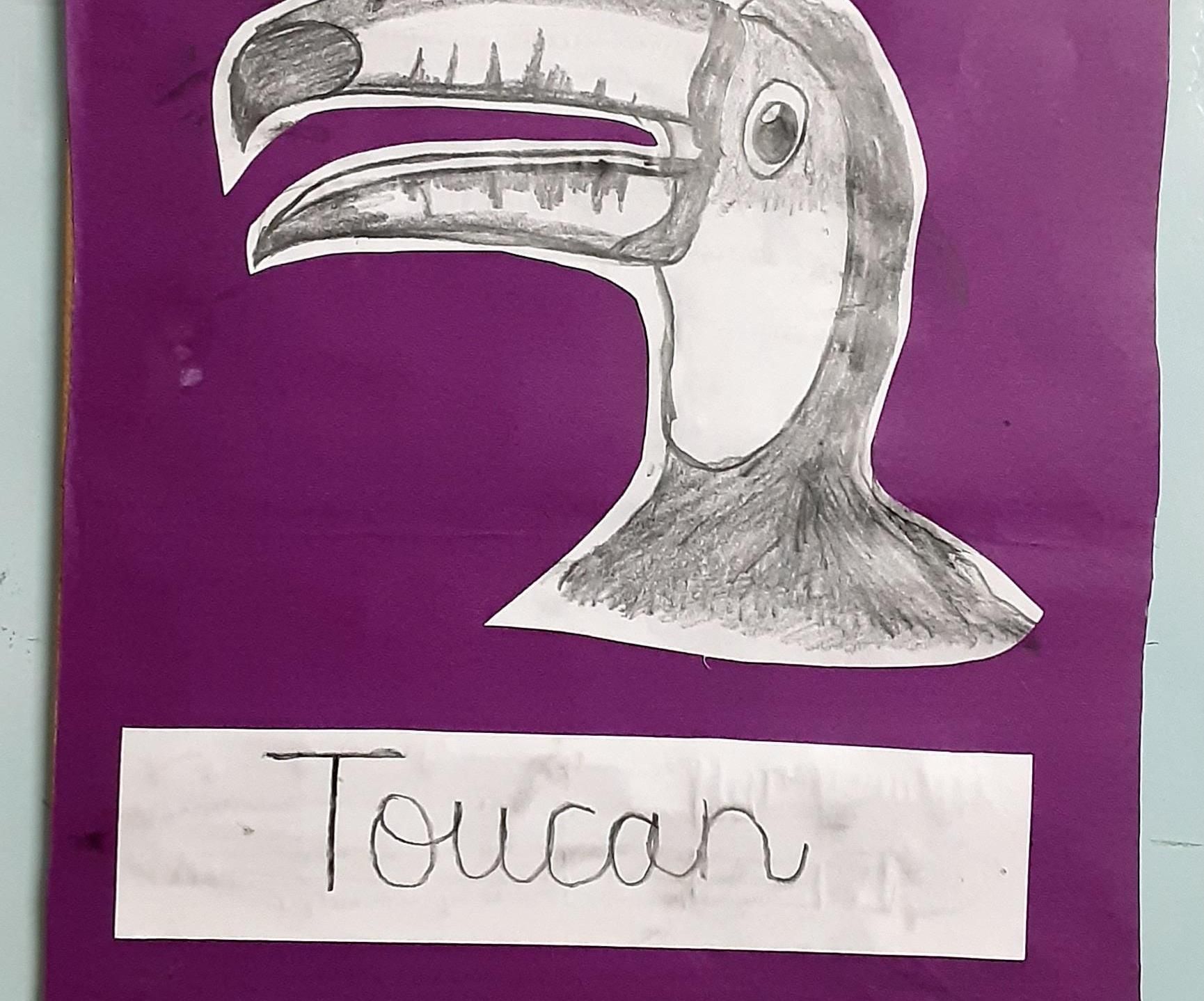 Drawing of a Toucan