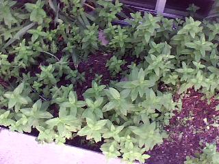 The Plants
