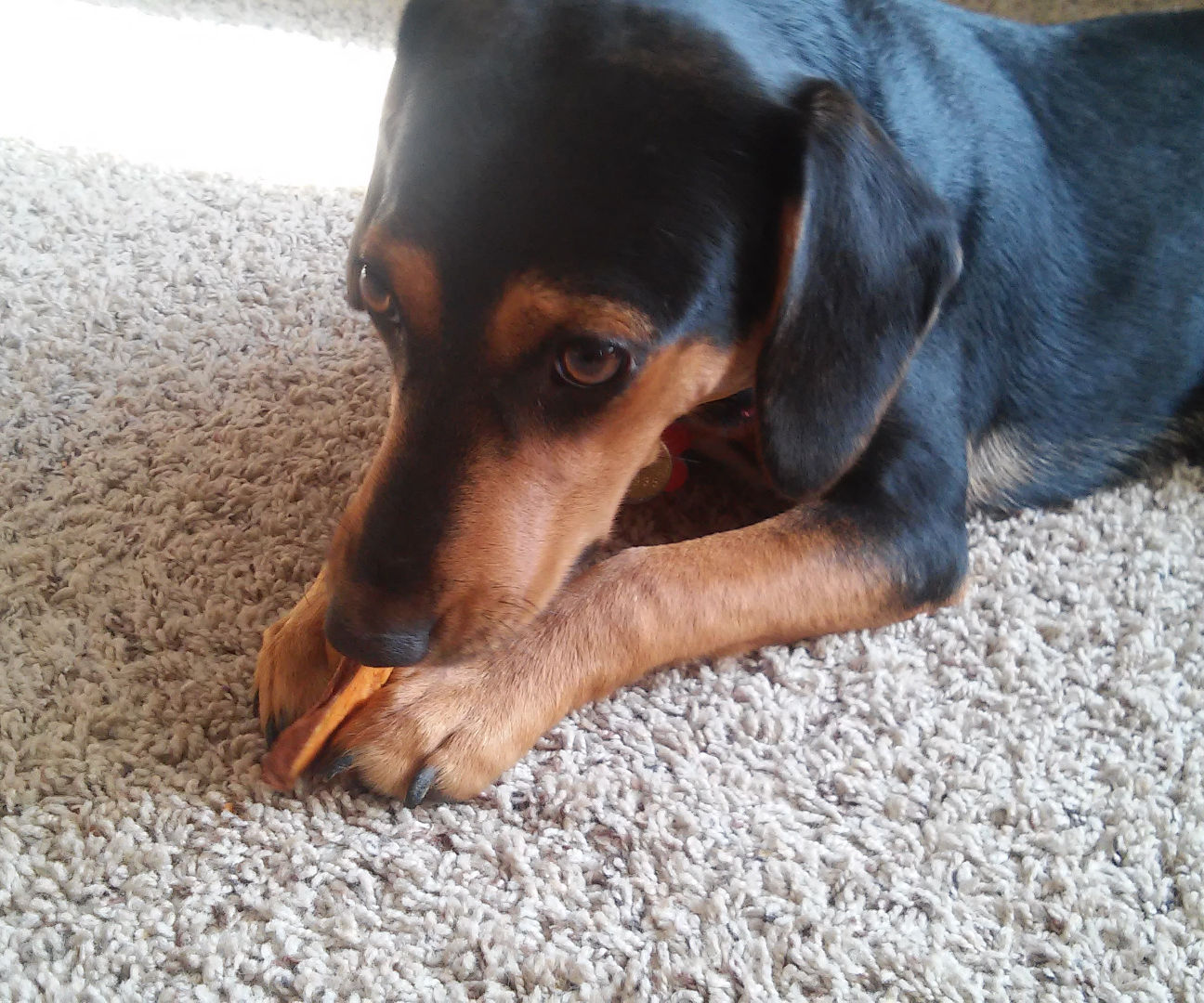 Sweet Potato Dog Chews