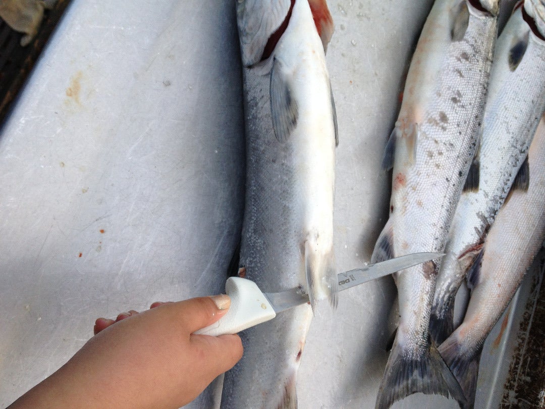 how to clean salmon fish