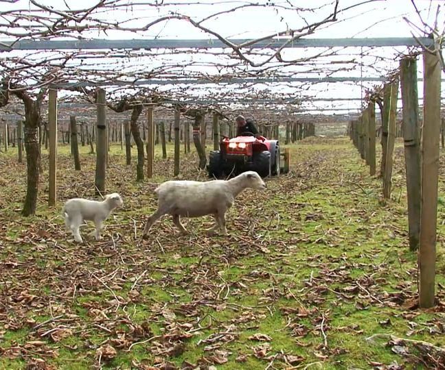 Kiwifruit Facts – Vine to Table 