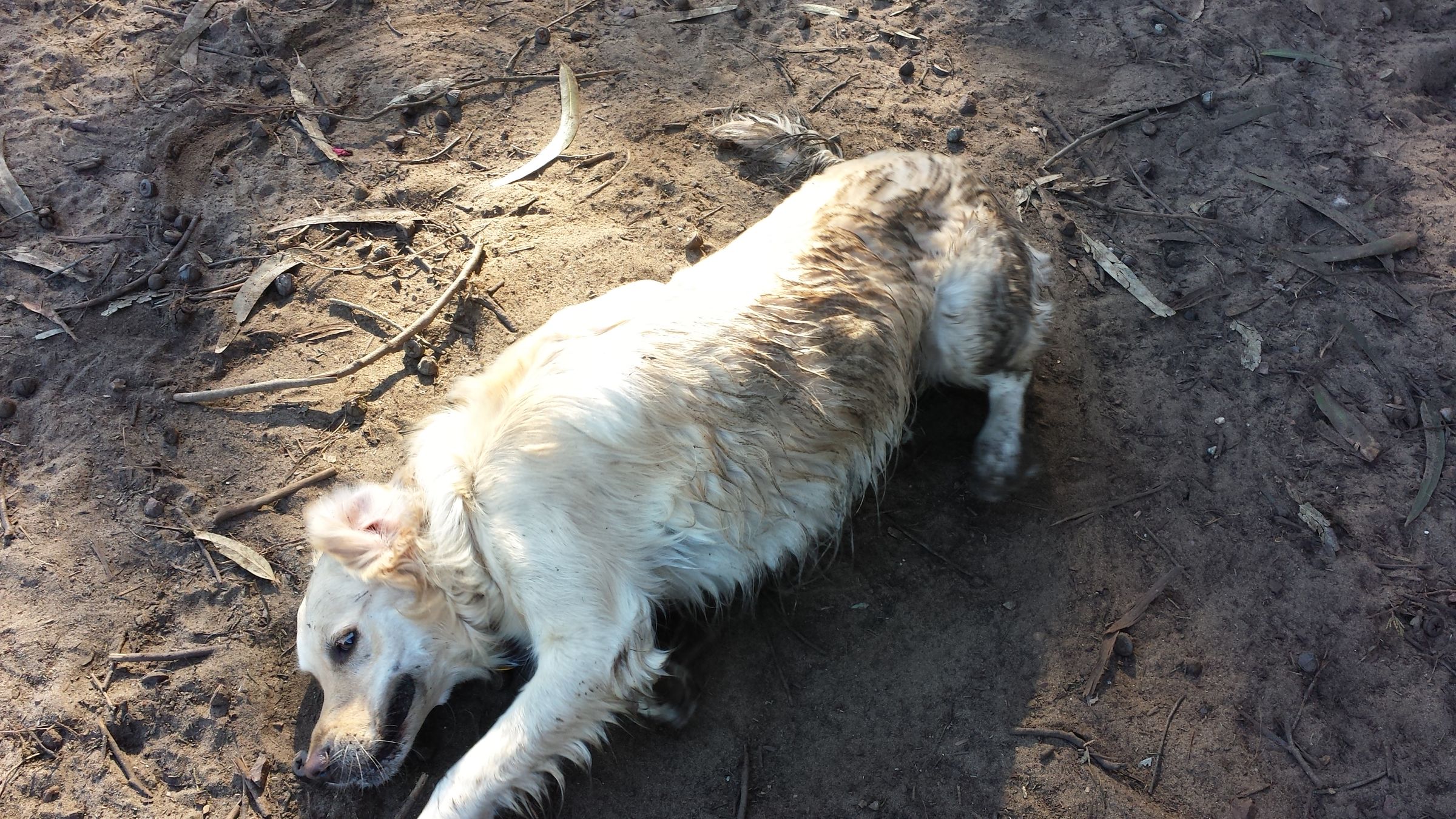 How Do You Wash A Dog That Doesnt Like Water
