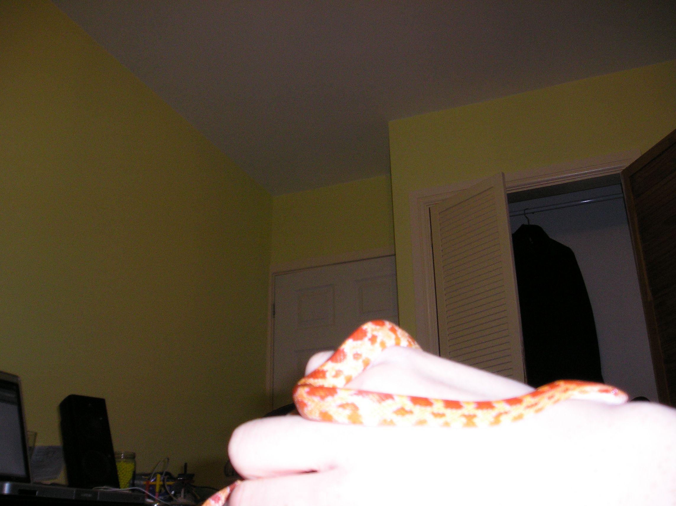 Your First Pet Snake.