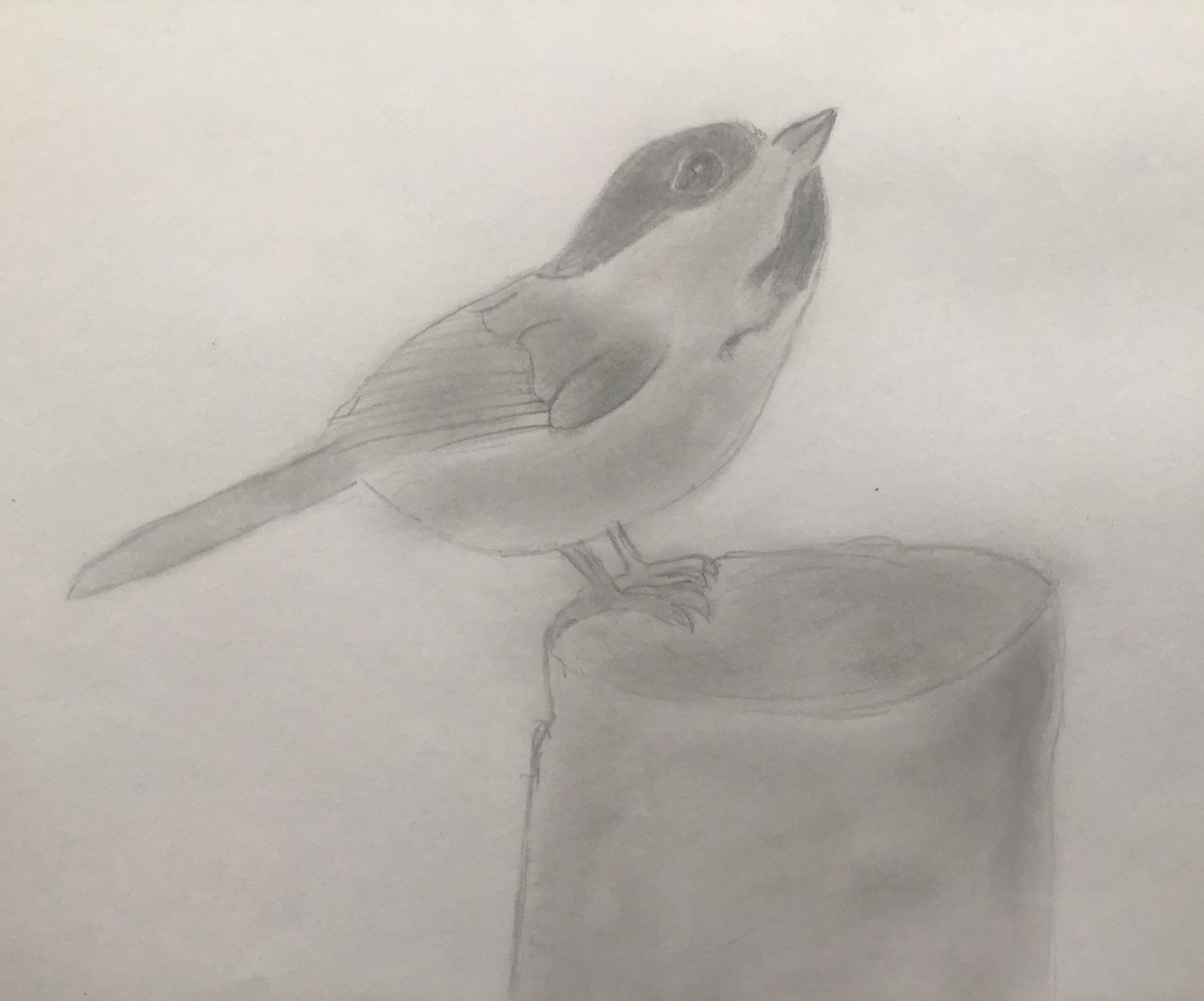 How to Draw a Chickadee