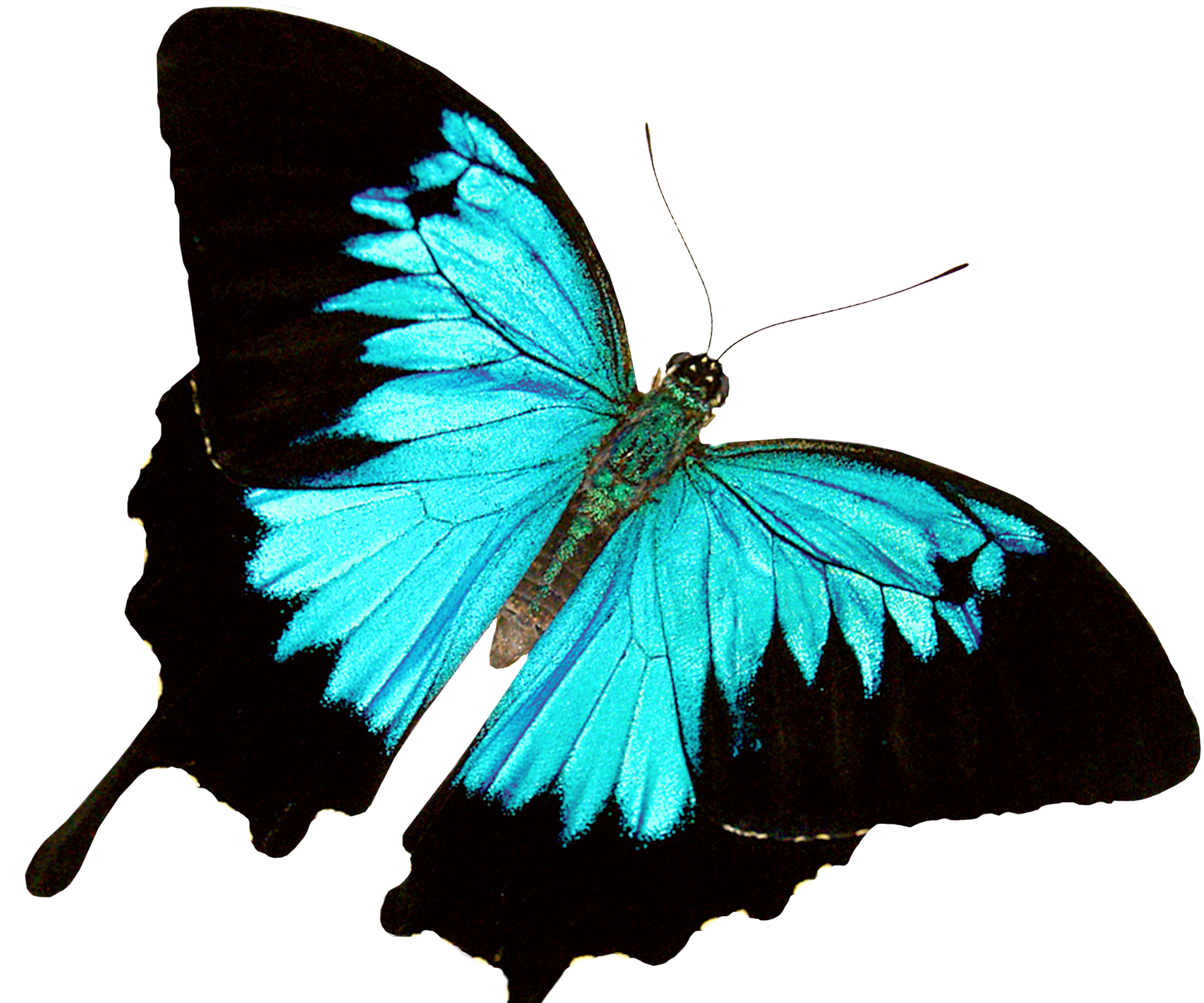 Make You Own Butterfly Eraser