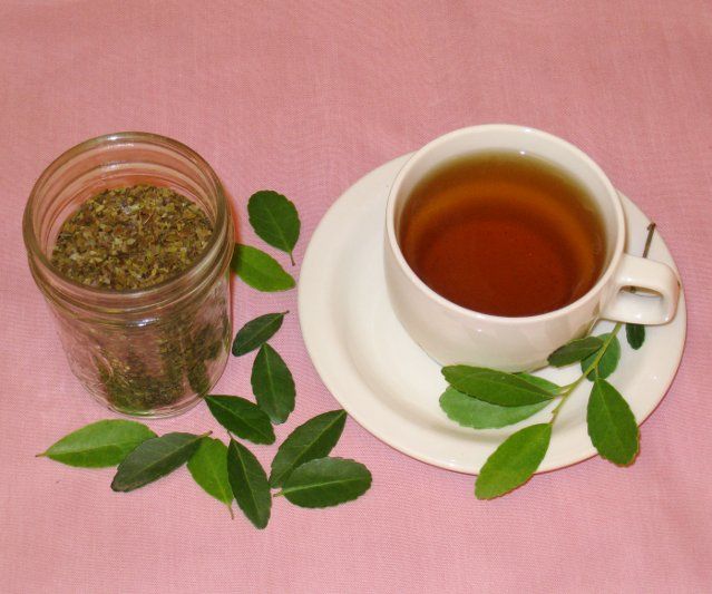 Harvest, Roast and Brew Green Tea Using a Common Shrub