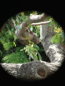 Binocular Mobile Phone Mount.