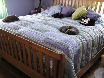 HOW TO PACK AND MOVE YOUR CAT SAFELY TO a NEW RESIDENCE