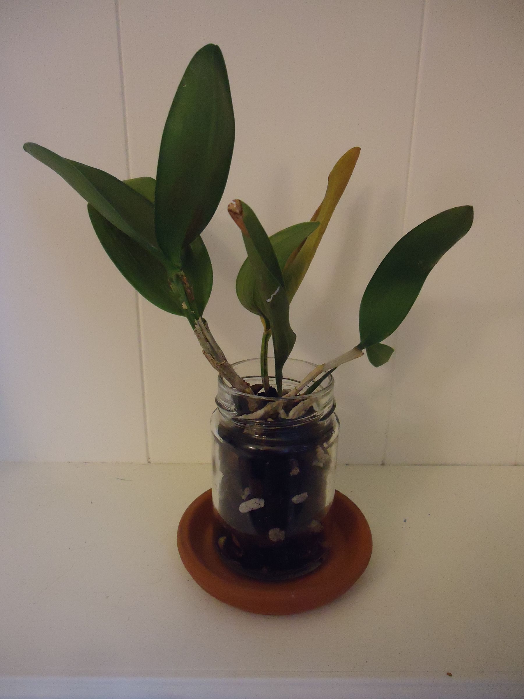 Glass Jar Orchid Pot 4 Steps Instructables